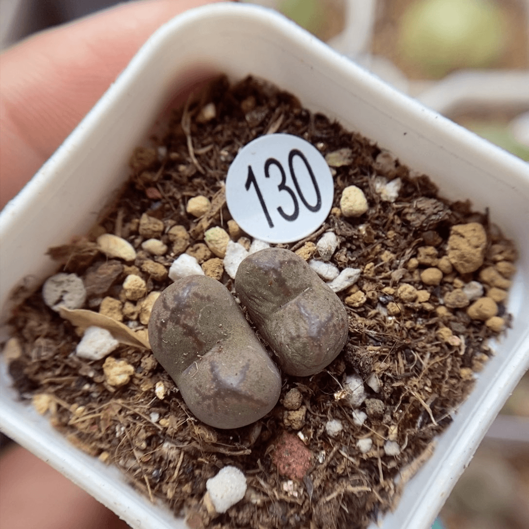 杂交1.1/1.3（多肉植物130
