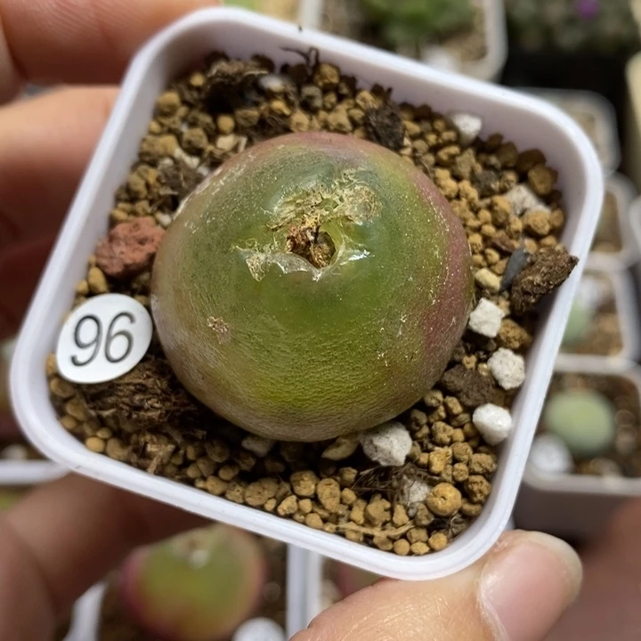 灯泡有疤3.1（多肉植物96