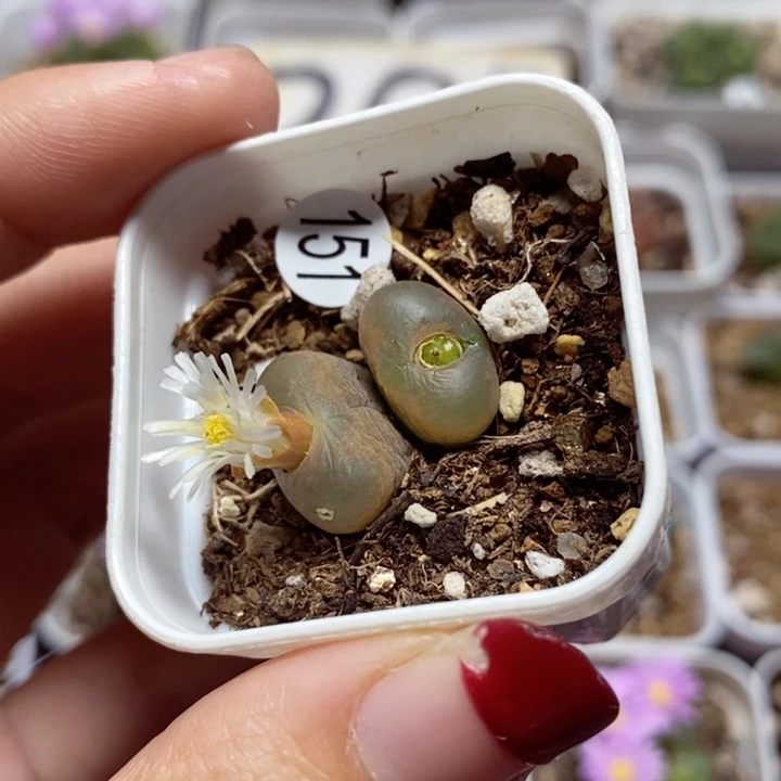 双头福利（多肉151