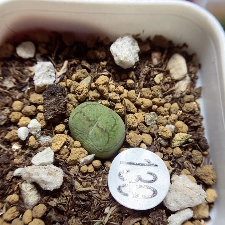 杂交1cm（多肉139