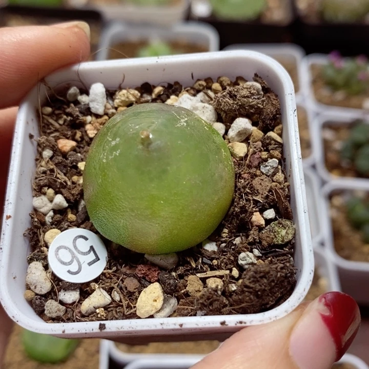 灯泡2.7（多肉植物56