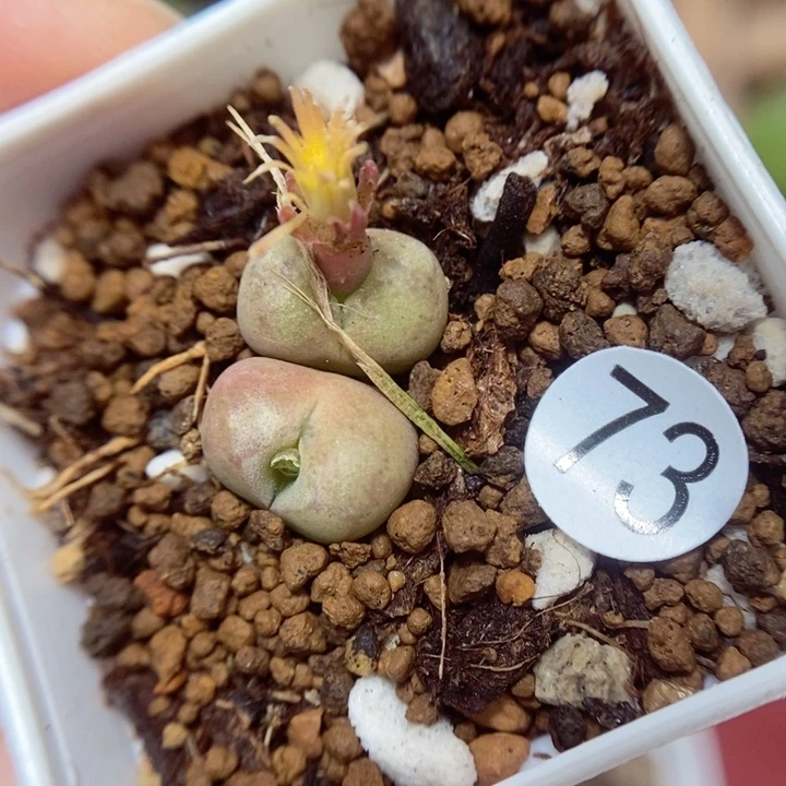 杂交1/1.1（多肉植物73