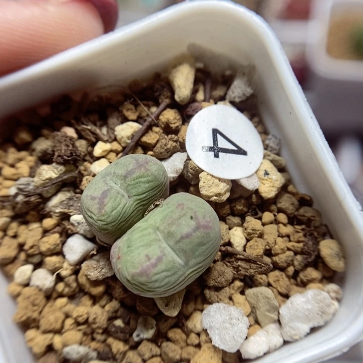 杂交双头1.6（多肉植物4