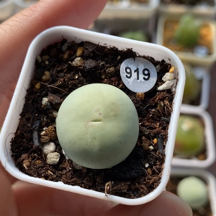 鸽子蛋2.1（多肉植物919