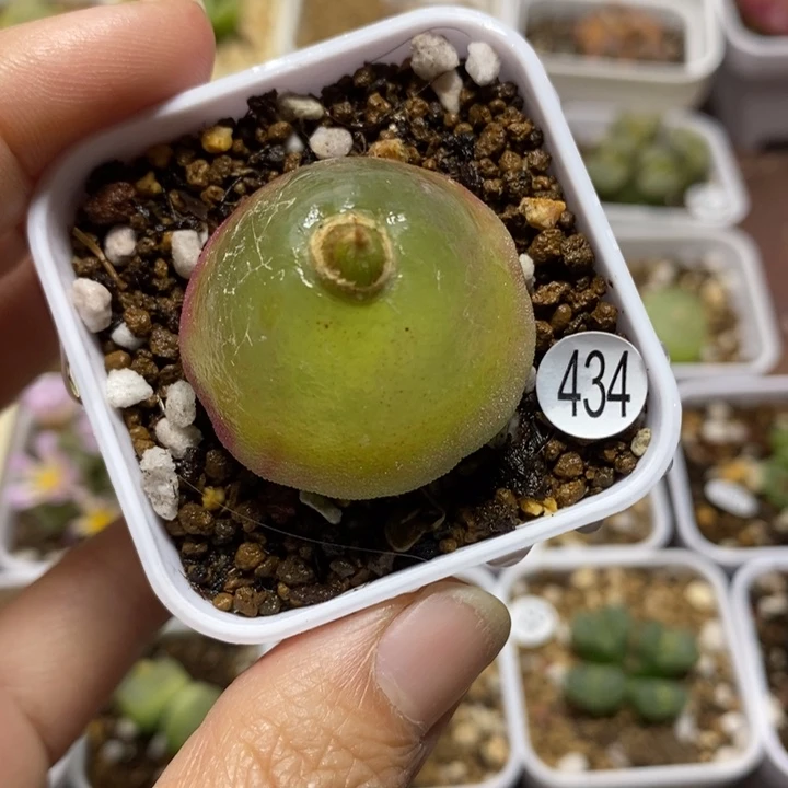灯泡小瑕疵3.2（多肉植物434