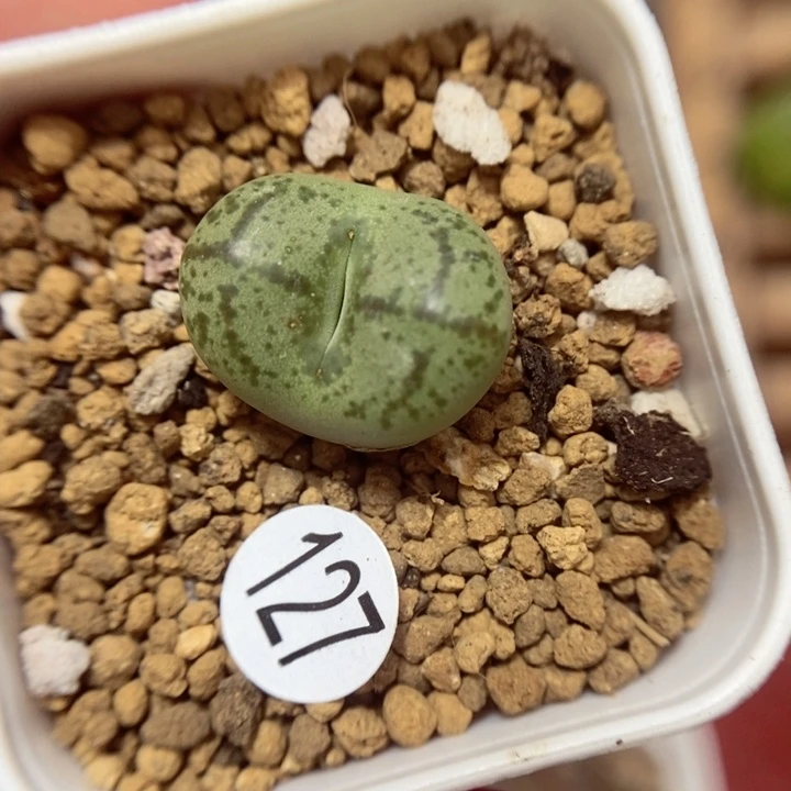 杂交1.6（多肉植物127