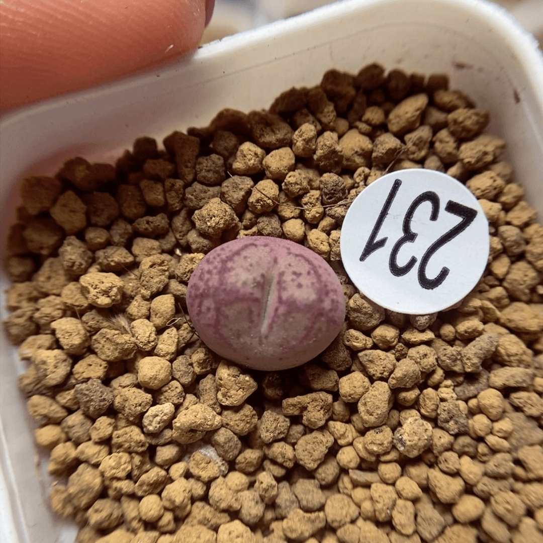 杂交1.1（多肉植物231