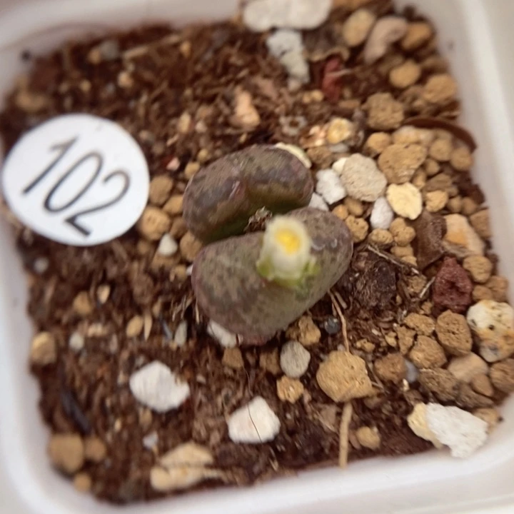 杂交0.9/1（多肉植物102