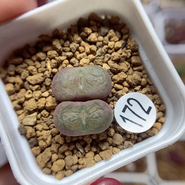 杂交双头1.7（多肉植物172