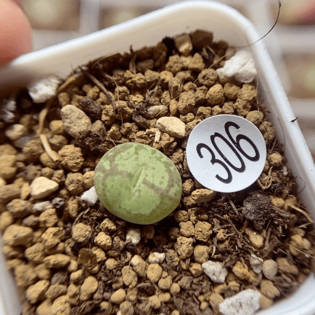 杂交1.1（多肉植物306