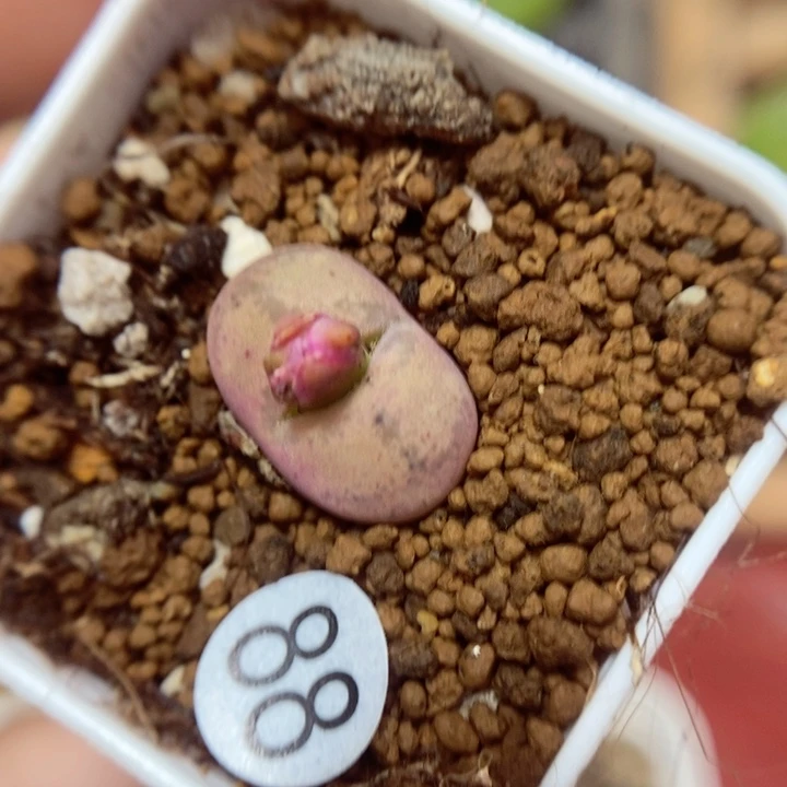 杂交1.6（多肉植物88