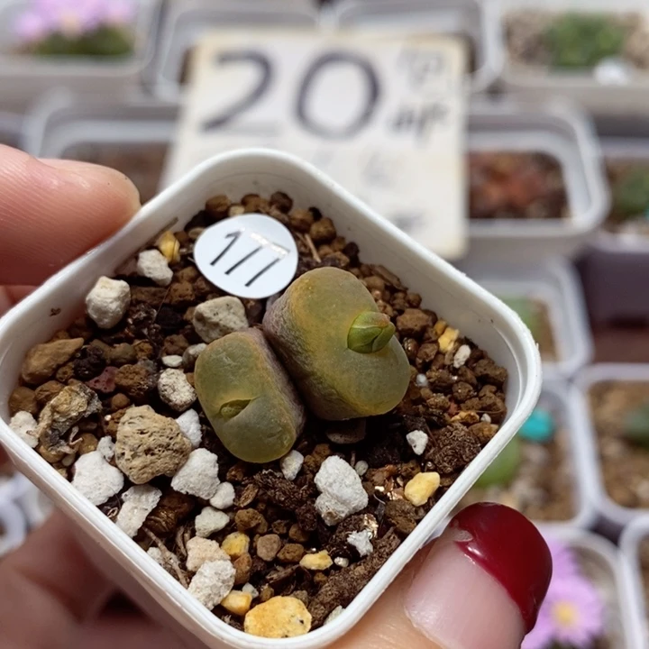 双头福利（多肉177