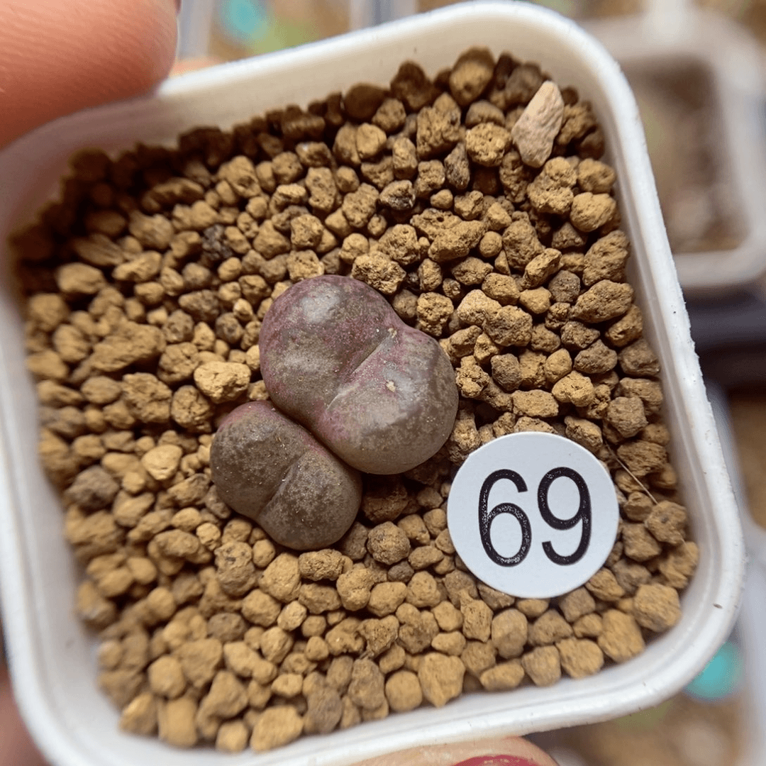 杂交0.9/1.3（多肉植物69