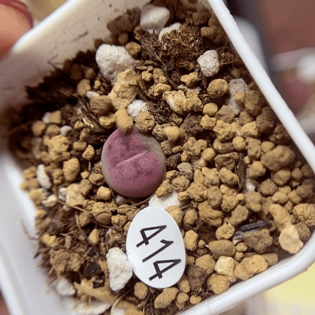 杂交1cm（多肉植物414