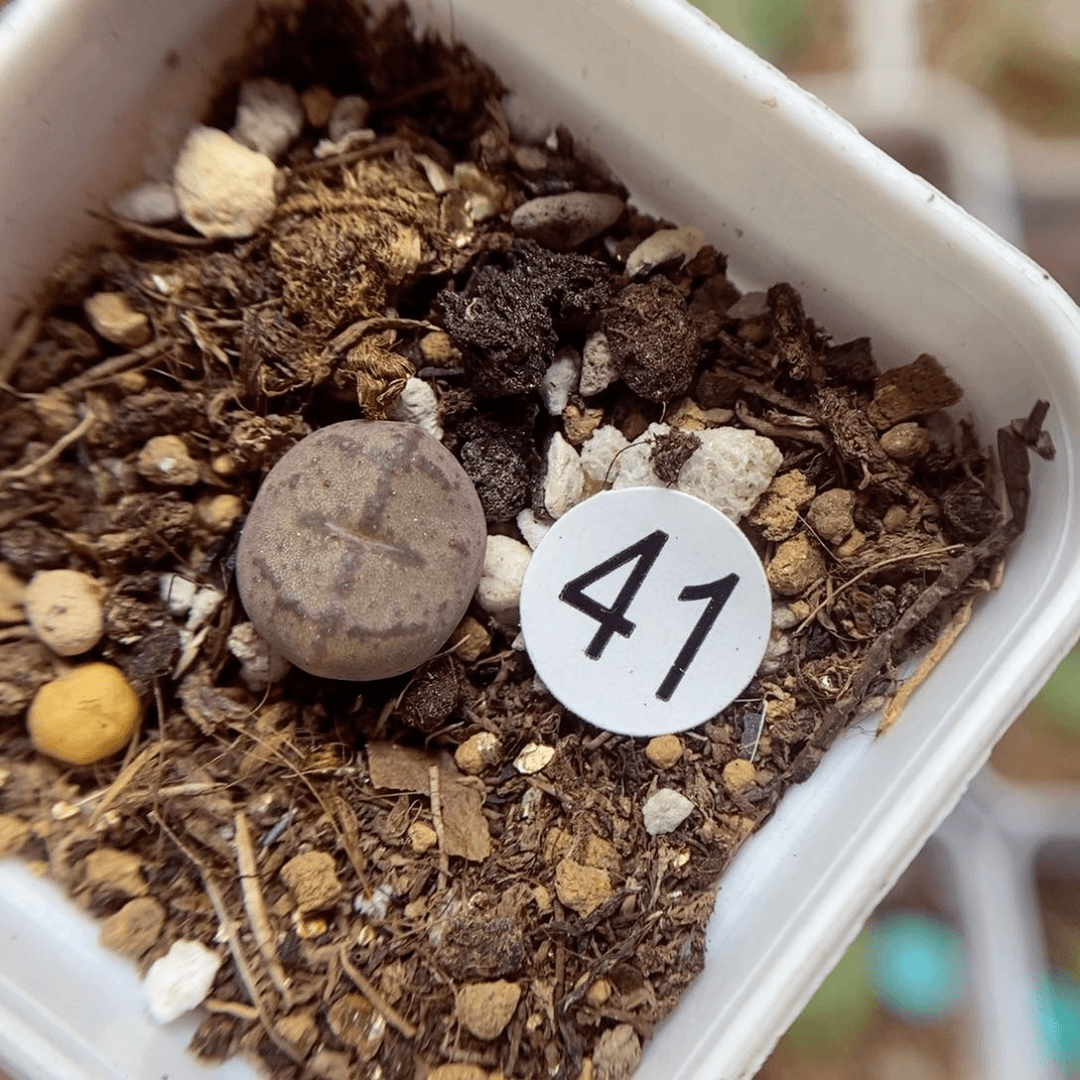 杂交1cm（多肉植物41