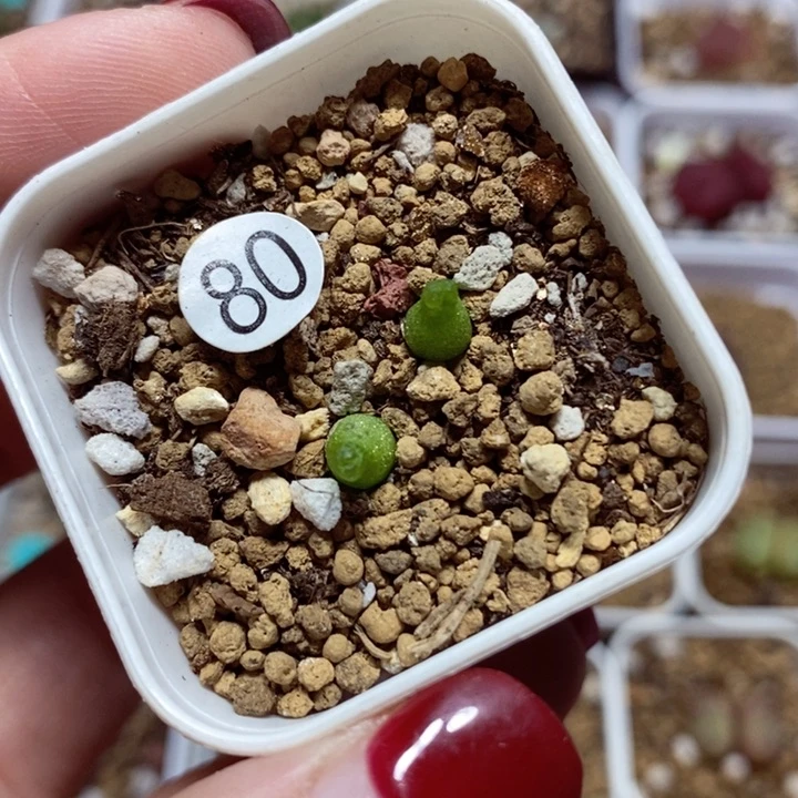小葫芦两颗（多肉植物80