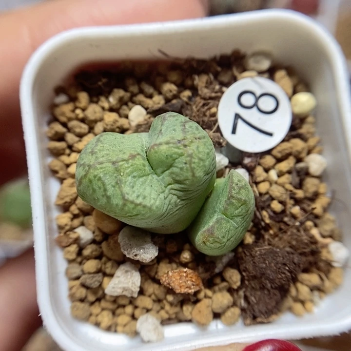 杂交双头1.6（多肉植物78