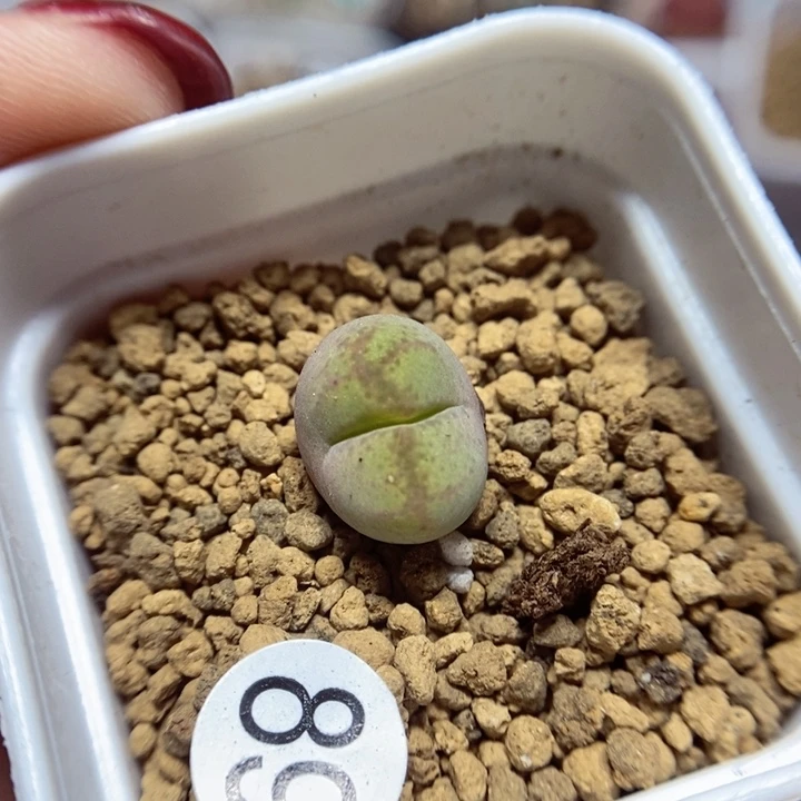 杂交1.2（多肉植物89