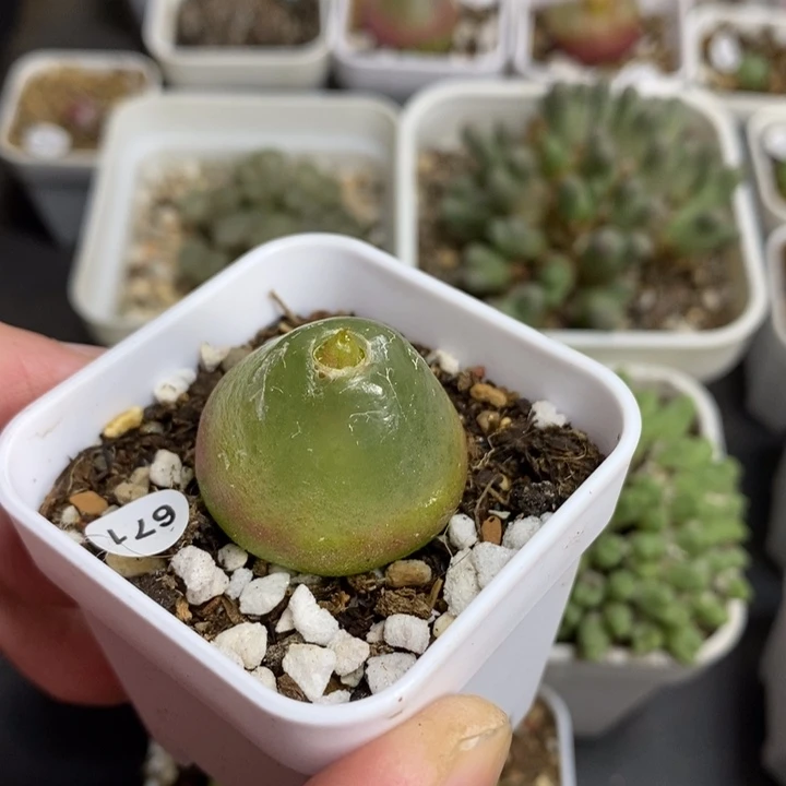 灯泡2.5+瑕疵多肉福利671