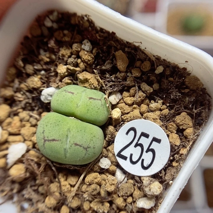 杂交双头1.5（多肉植物255