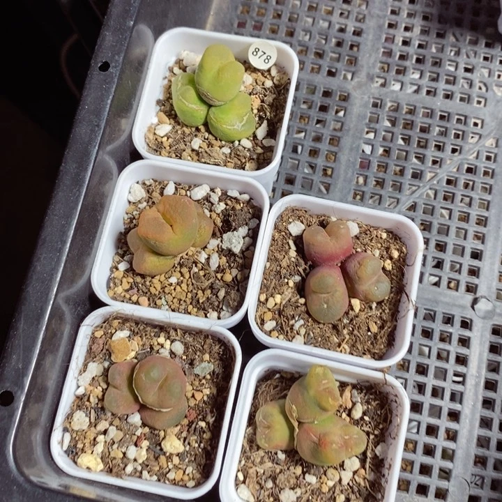 3头瑕疵福利（多肉脱土878