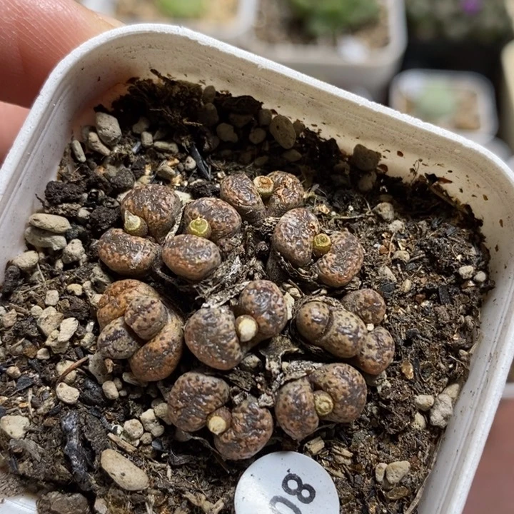 勋章10头（多肉植物80