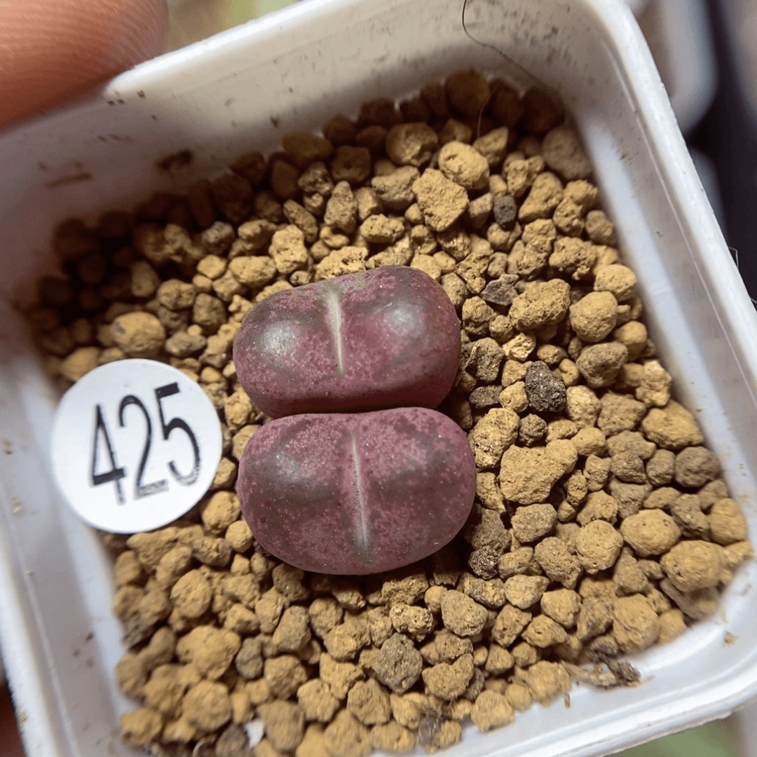 杂交1.3/1.3（多肉植物425