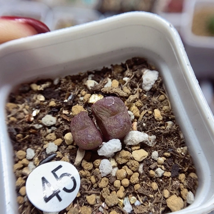 杂交双头1.1（多肉45