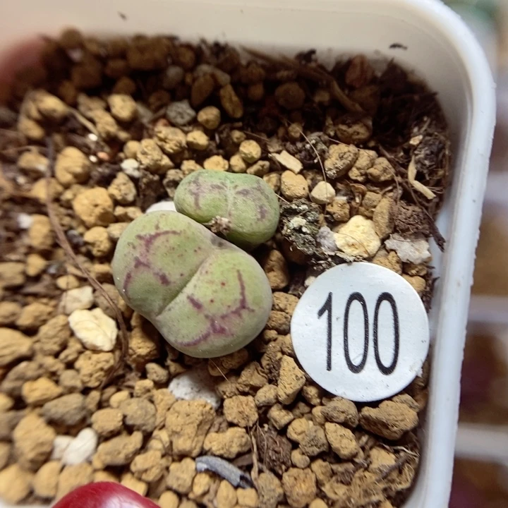 杂交双头1.3（多肉100