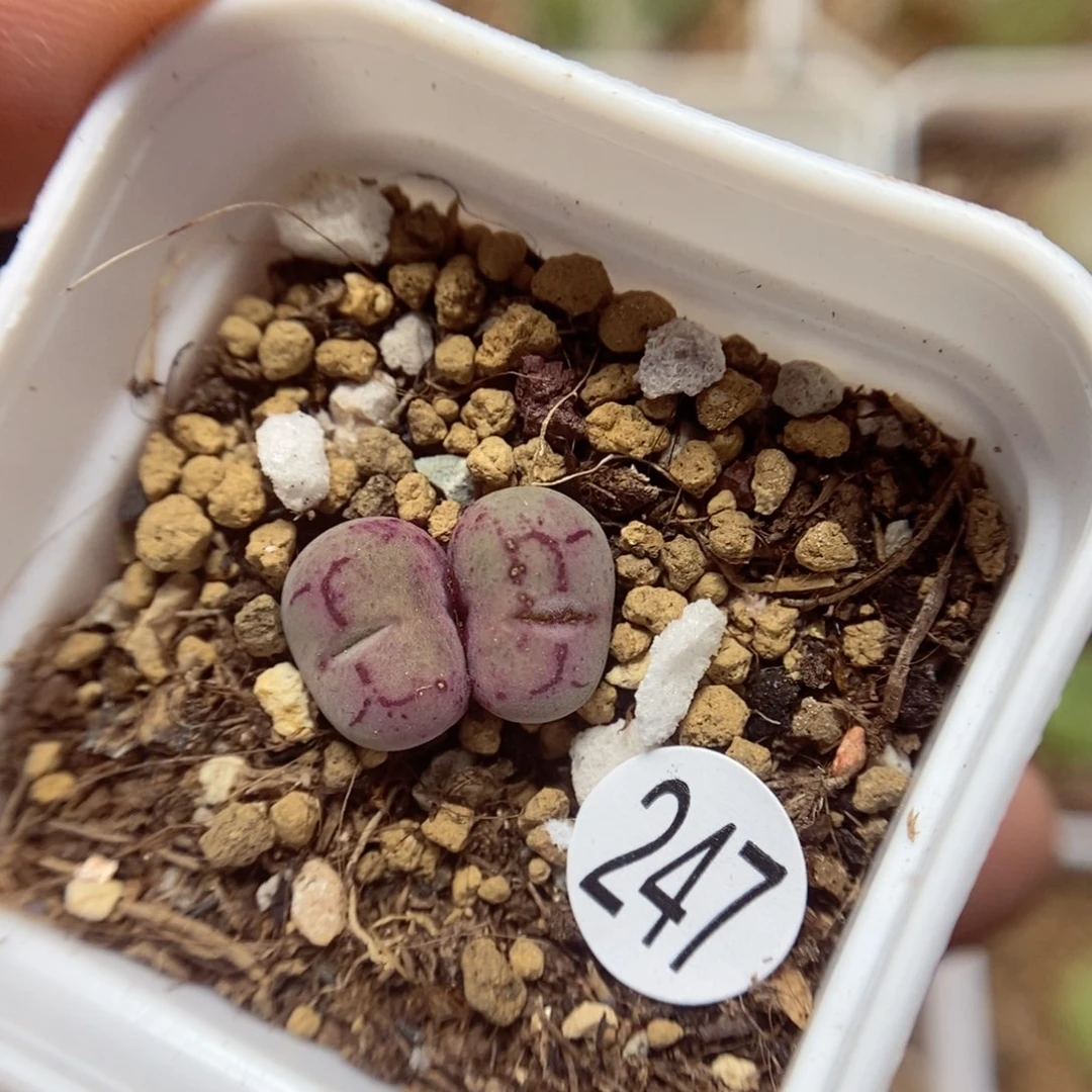 杂交0.9/0.9（多肉植物247