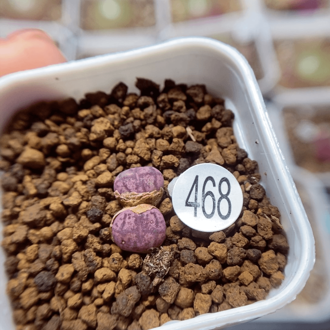 杂交0.7/0.7（多肉植物468