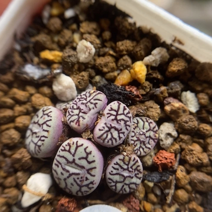 超毛7头（多肉植物437