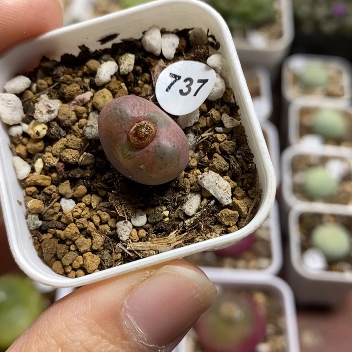 风铃杂1.5（多肉植物737