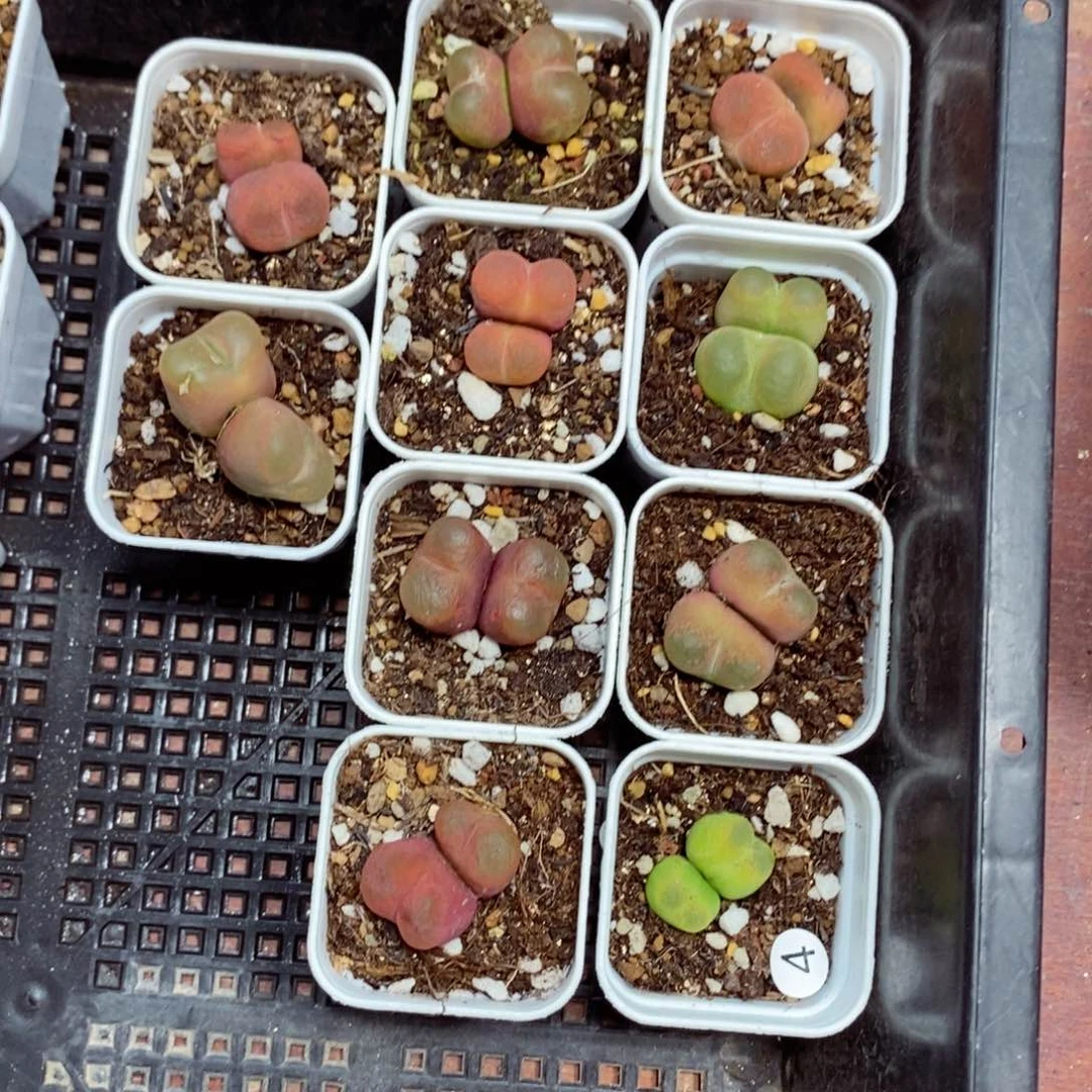 双头福利（多肉脱土4