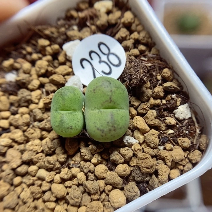 杂交双头1.4（多肉植物238
