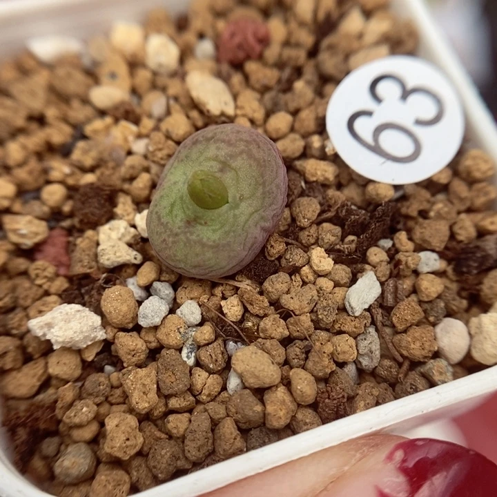 杂交1.1（多肉植物63