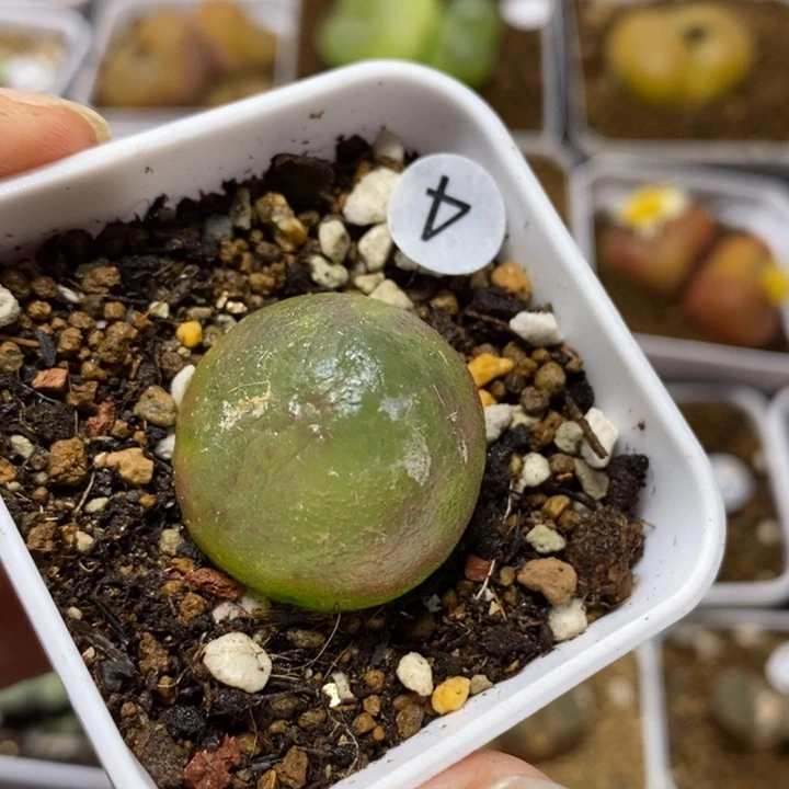 有疤灯泡2.3（多肉植物4