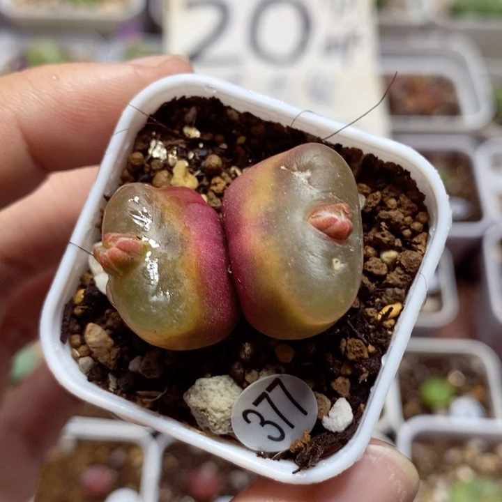 1.8/2.1（多肉植物377