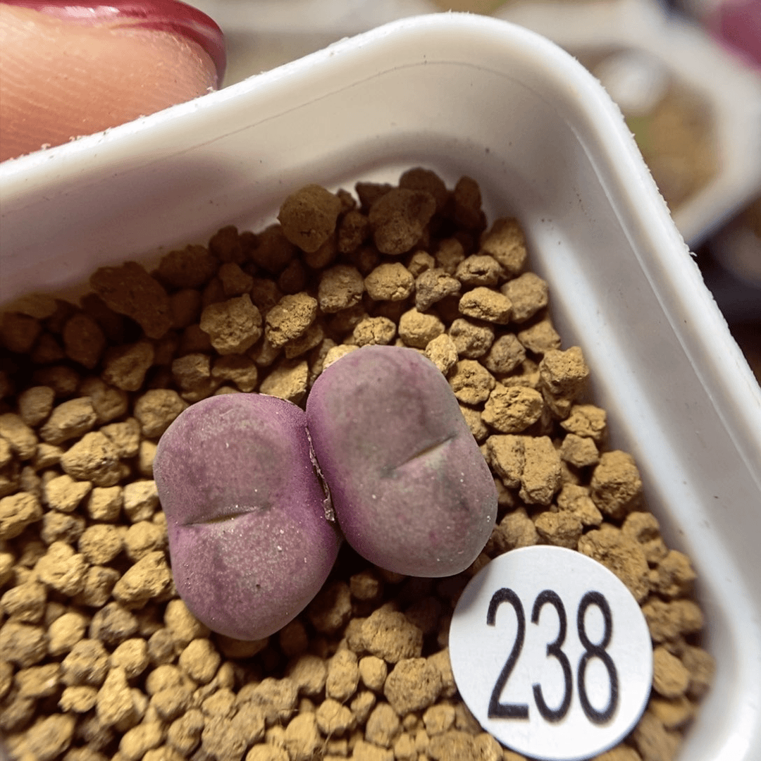 杂交1.2/1.2（多肉植物238
