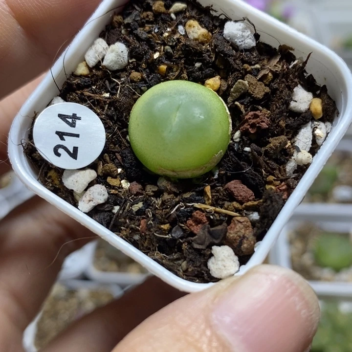 拉登1.5（多肉植物214