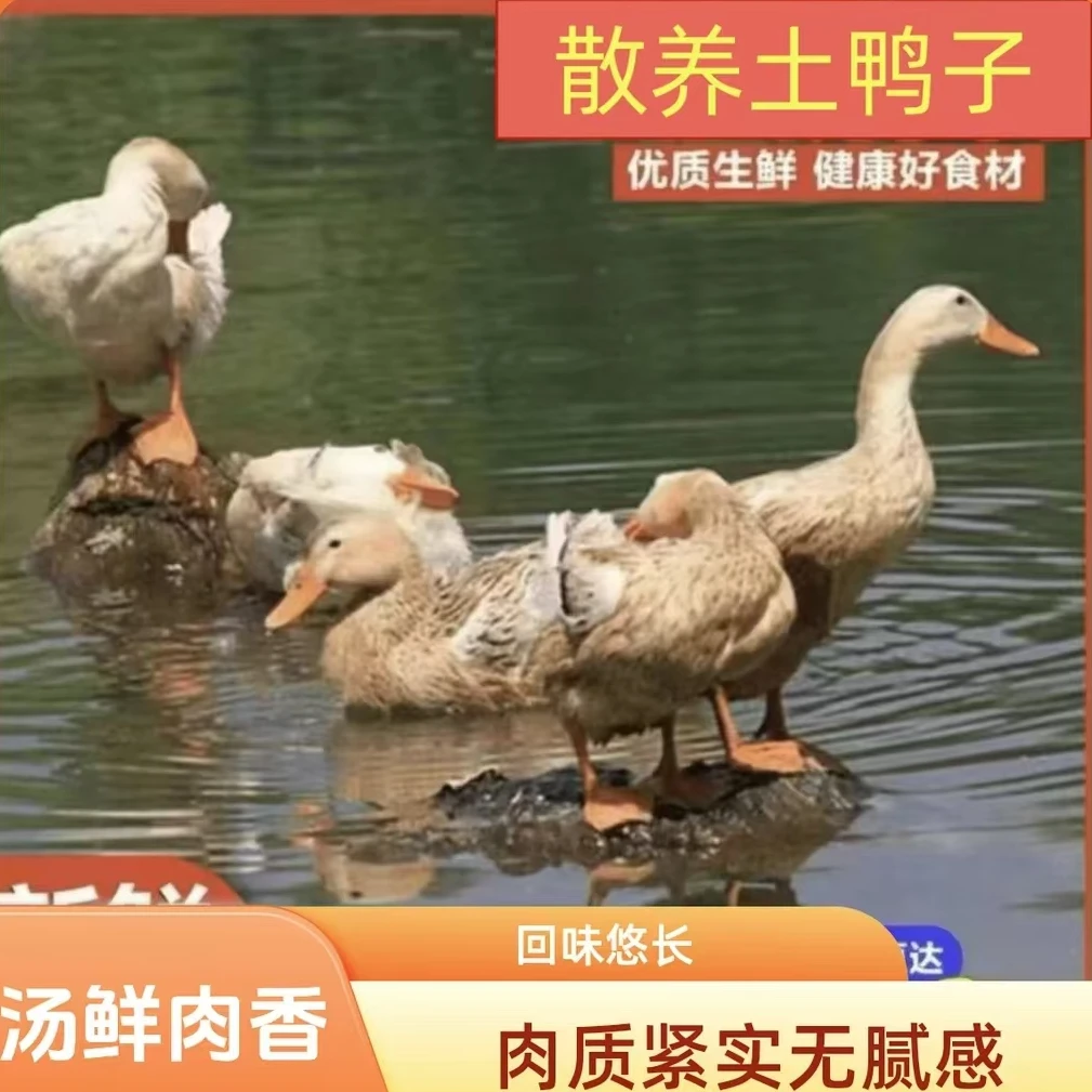农家散养鸭子（去脚去内脏）特快包邮rx