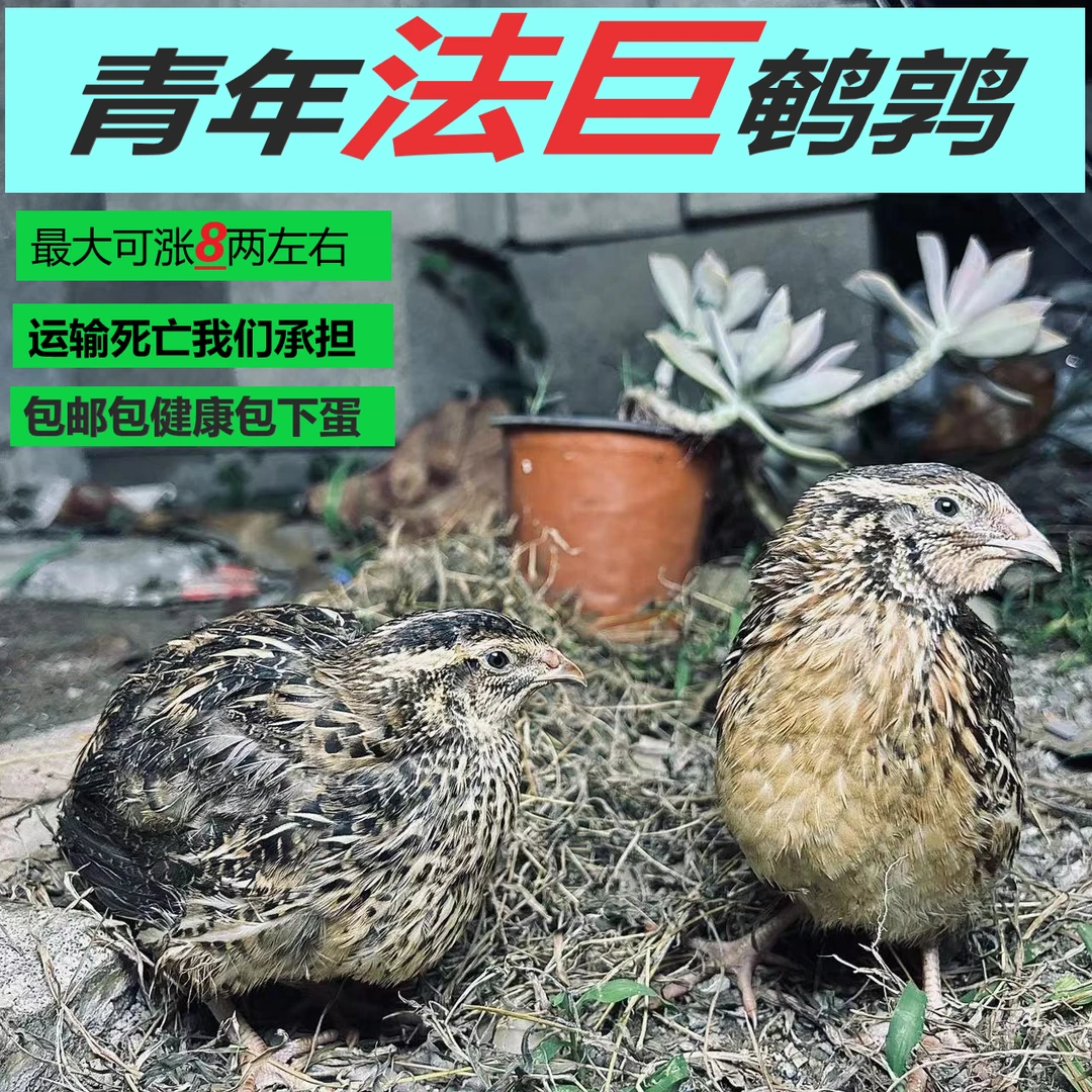 法巨鹌鹑巨型产蛋鹌鹑 肉型鹌鹑标本