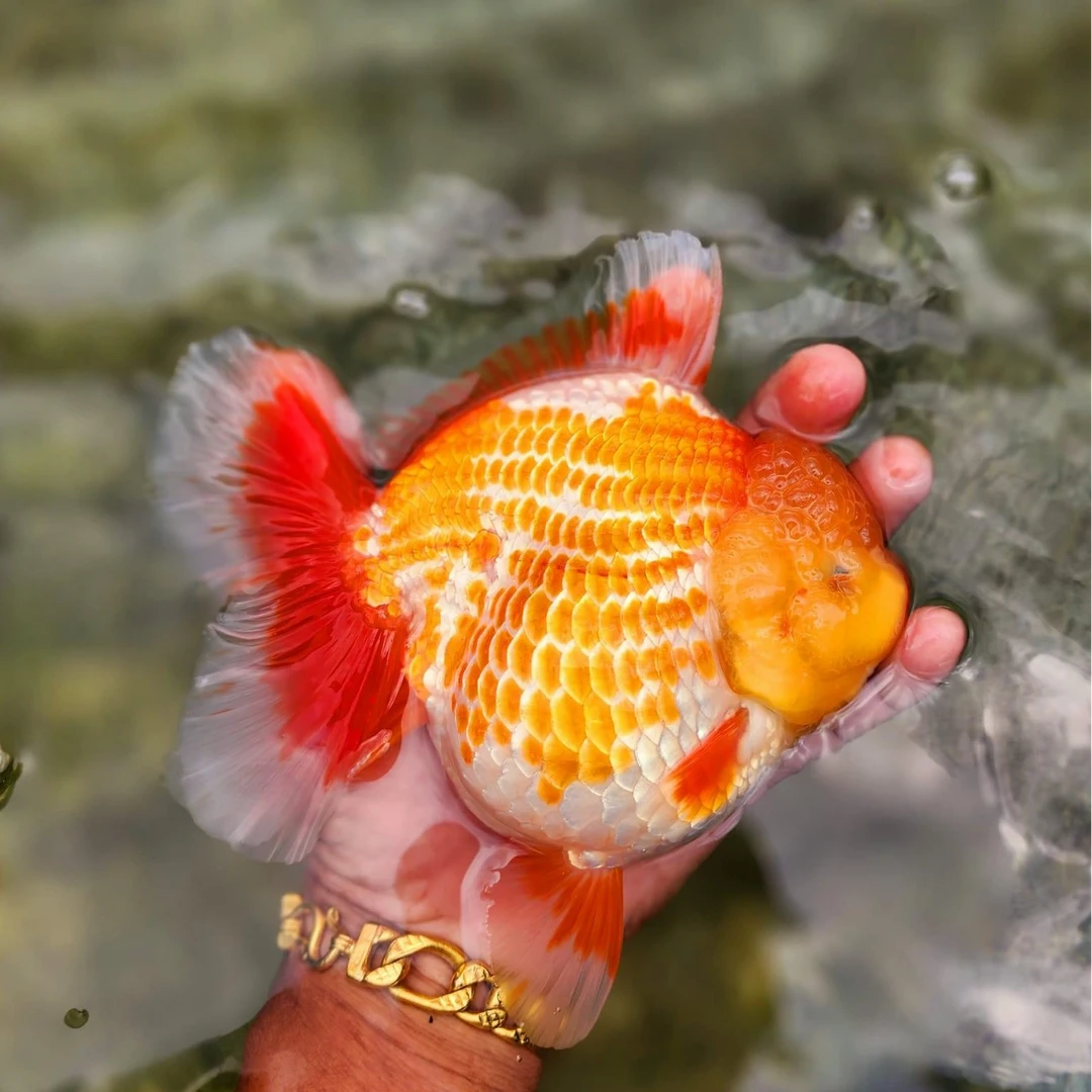 泰狮金鱼观赏鱼-运费自理