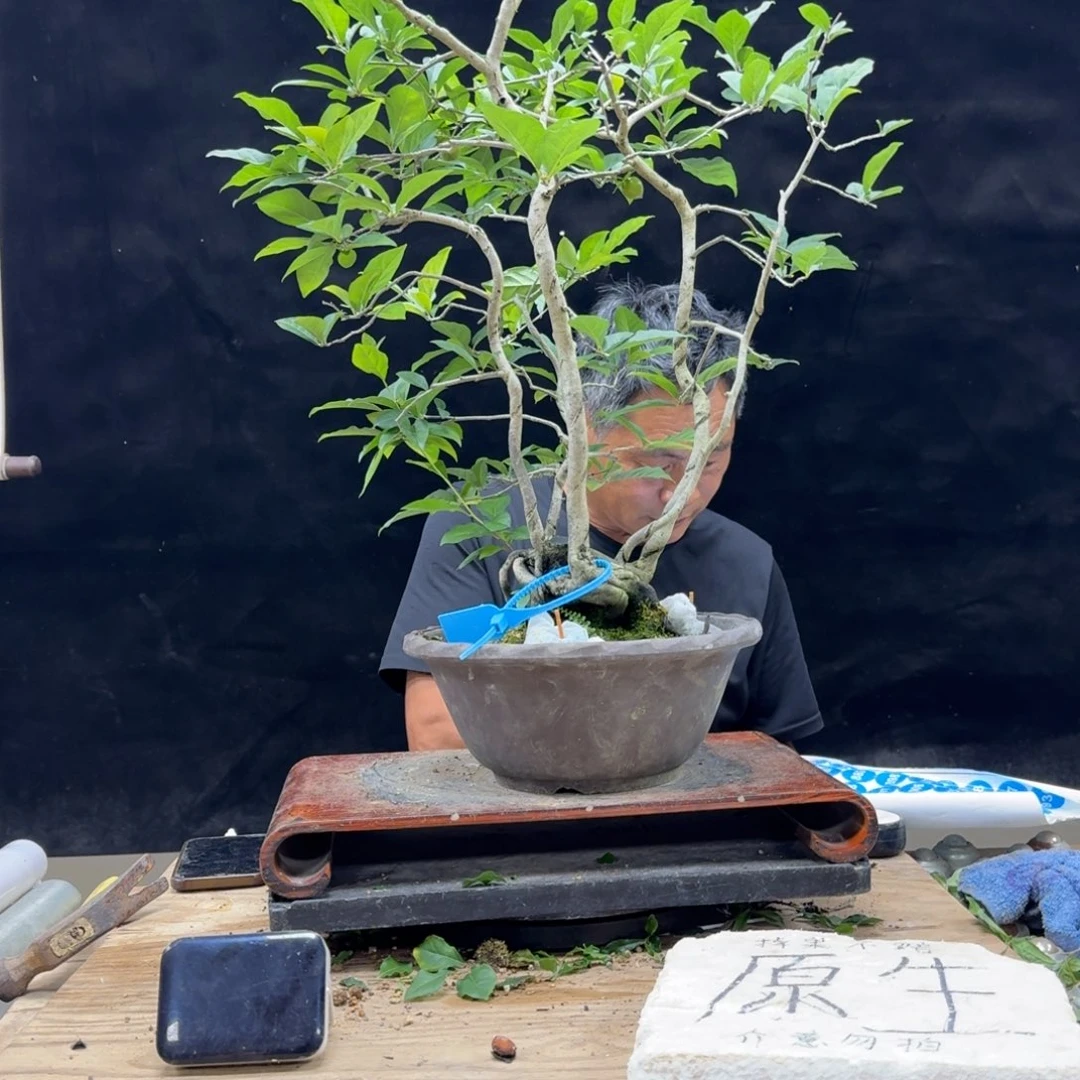 盆景不包邮兰****柿869