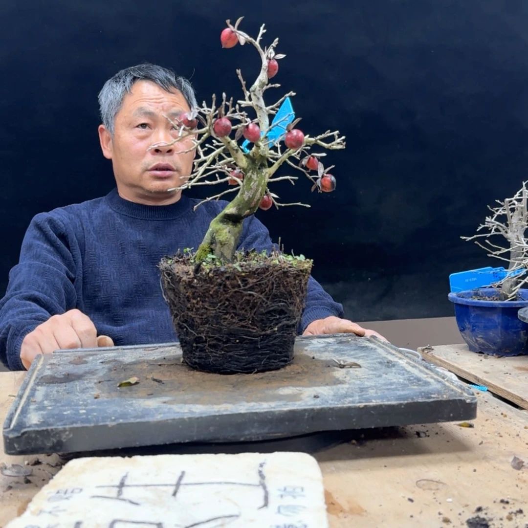 【闪购商品】盆景半**生341
