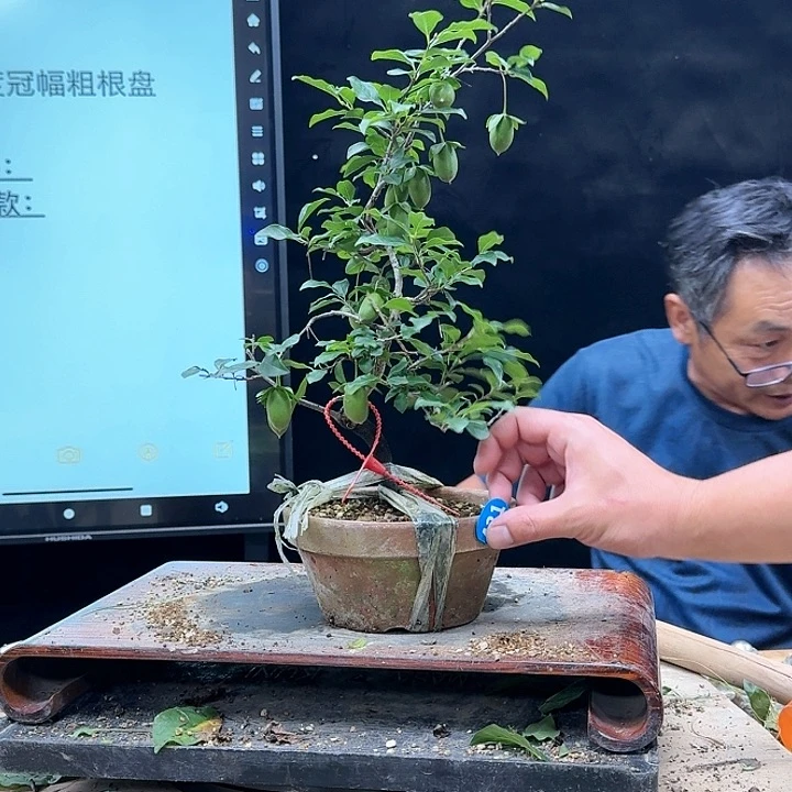 盆景不包邮瑞*431