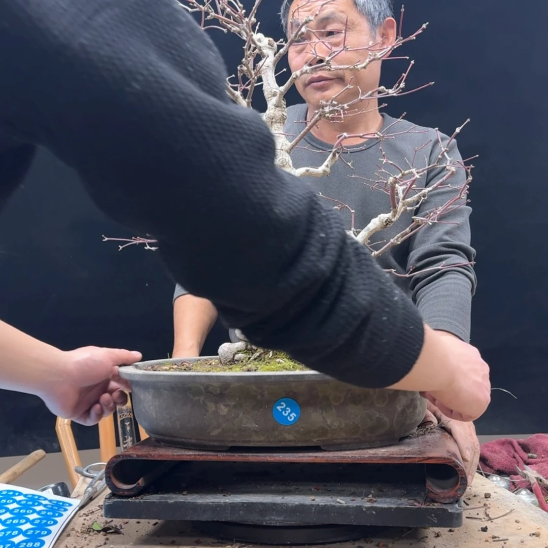 【闪购商品】盆景J*N235