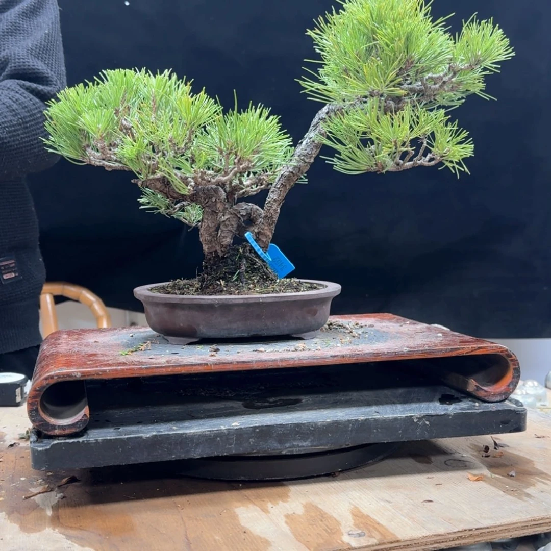 【闪购商品】盆景我**良159