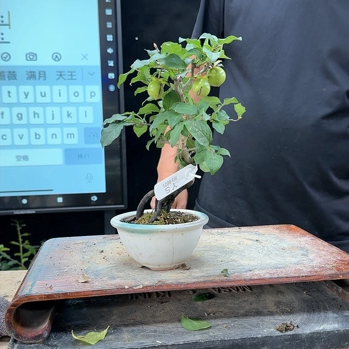 盆景不包邮病*477