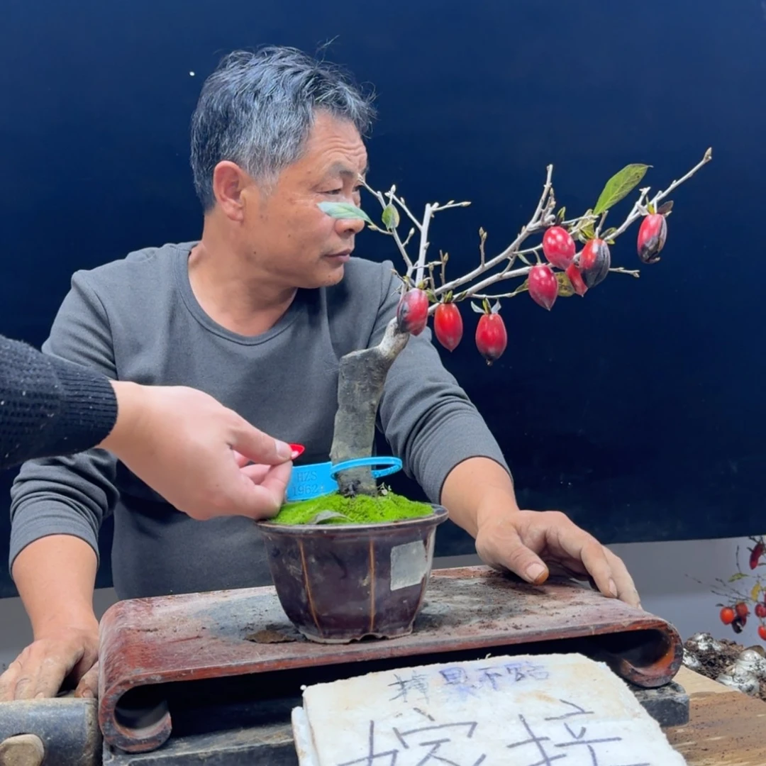 【闪购商品】盆景我***@479
